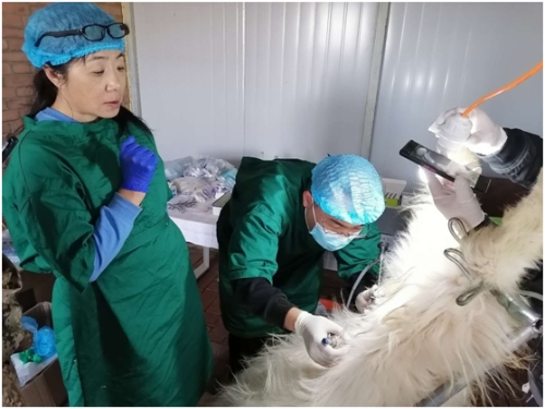 兽医繁育(兽医繁育员工作内容)